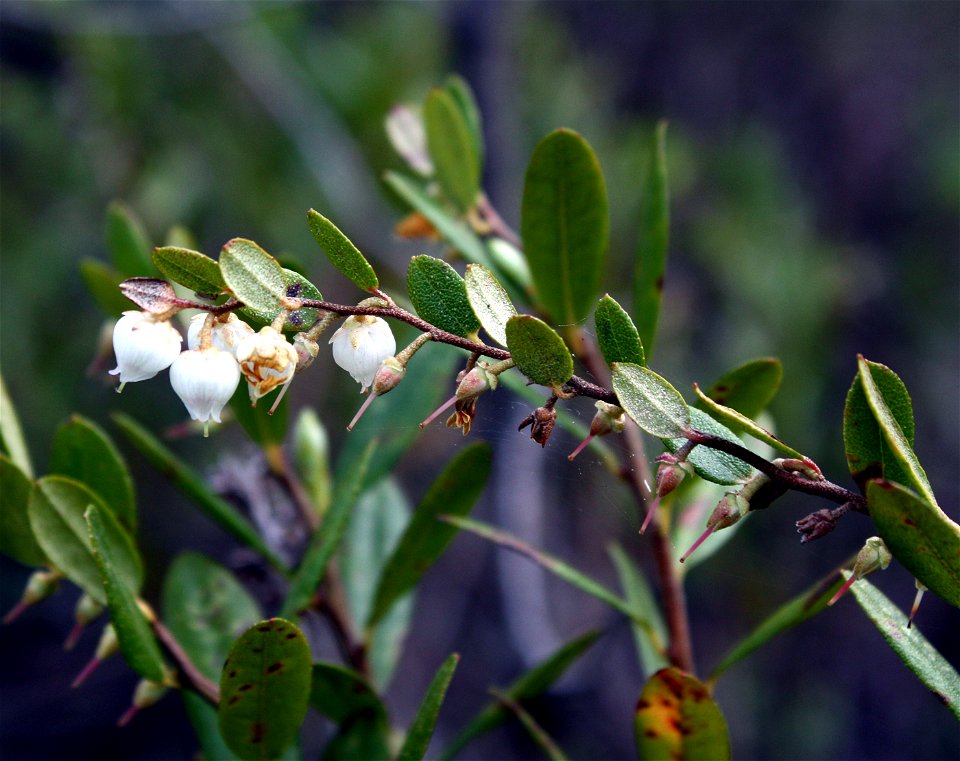 Leatherleaf (Chamaedaphne calyculata) in Haukipudas, Finland.