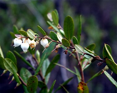 Leatherleaf (Chamaedaphne calyculata) in Haukipudas, Finland.