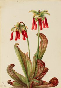 Parrot Pitcherplant (Sarracenia psittacina)