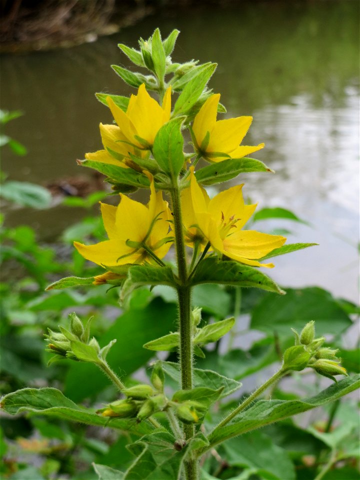 Gewöhnlicher Gilbweiderich (Lysimachia vulgaris) im Ebertpark in Hockenheim