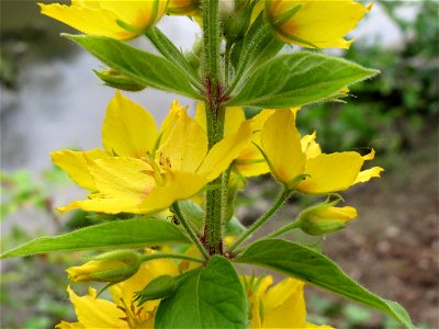 Gewöhnlicher Gilbweiderich (Lysimachia vulgaris) im Ebertpark in Hockenheim