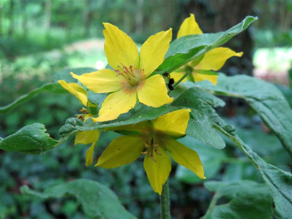 Punktierter Gilbweiderich (Lysimachia punctata) im Meerwald bei Bübingen