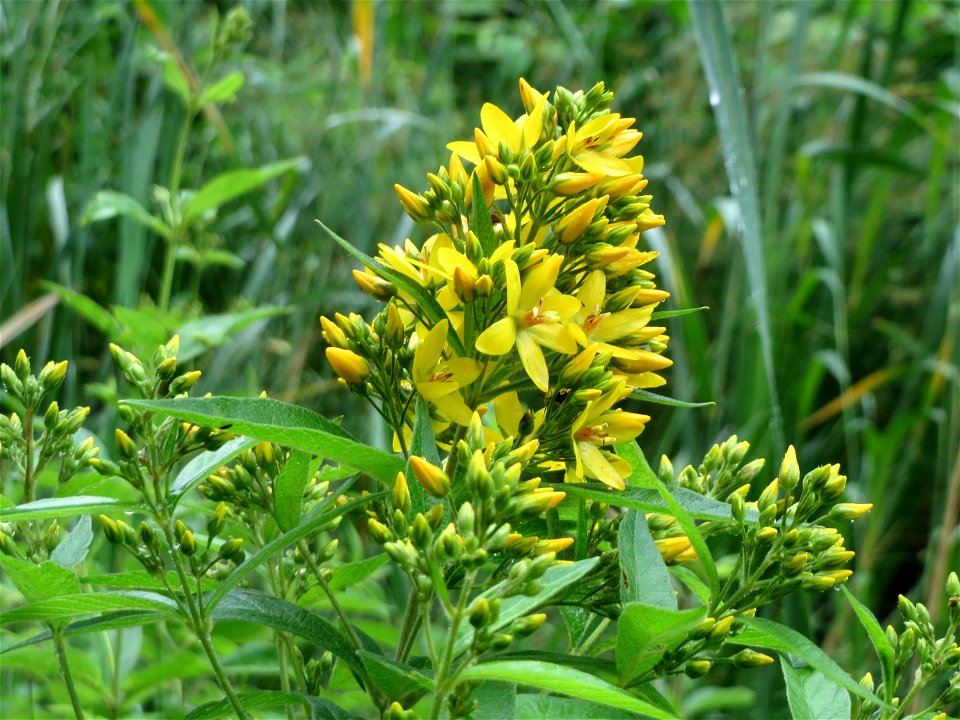 Gewöhnlicher Gilbweiderich (Lysimachia vulgaris) am Geißböckelgraben bei Philippsburg