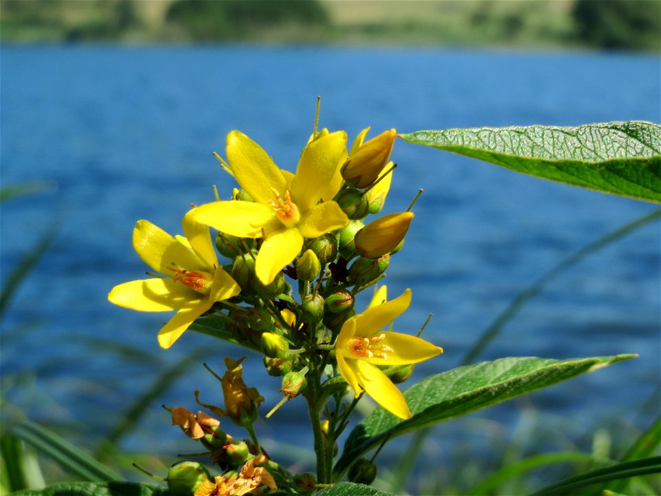 Gewöhnlicher Gilbweiderich (Lysimachia vulgaris) am Schalkenmehrener Maar