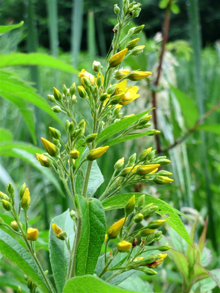 Gewöhnlicher Gilbweiderich (Lysimachia vulgaris) am Geißböckelgraben bei Philippsburg