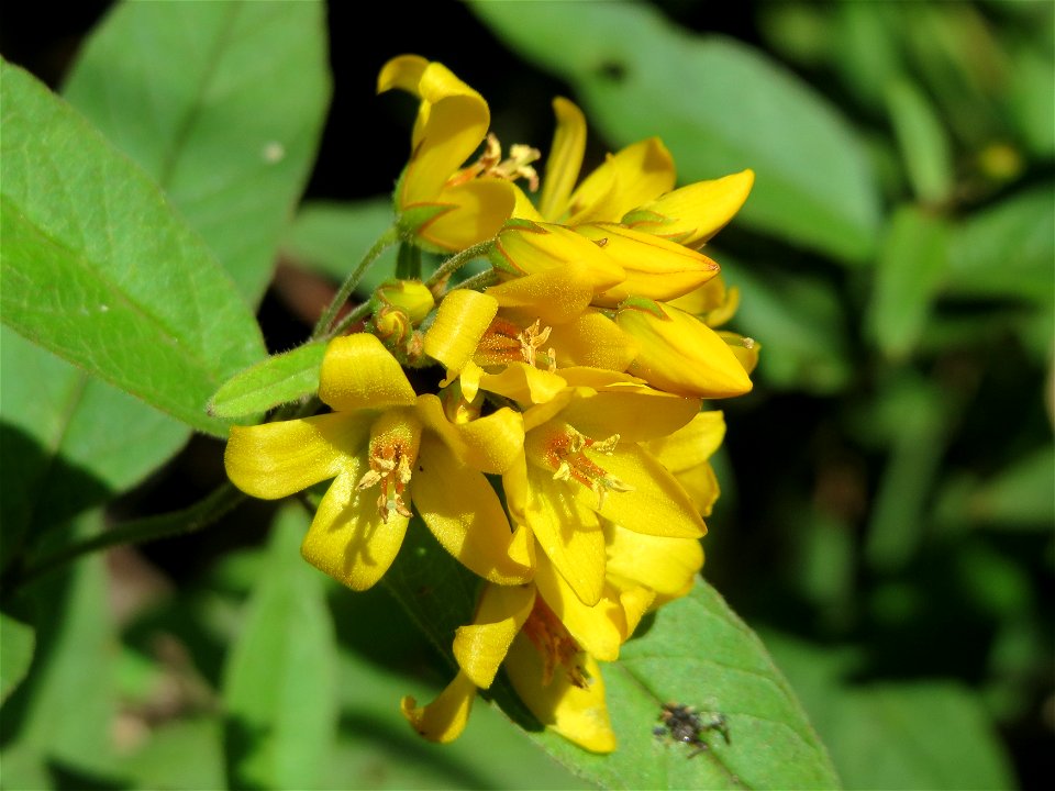 Gewöhnlicher Gilbweiderich (Lysimachia vulgaris) am Schalkenmehrener Maar