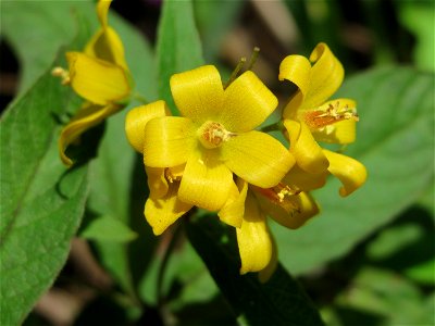 Gewöhnlicher Gilbweiderich (Lysimachia vulgaris) am Schalkenmehrener Maar