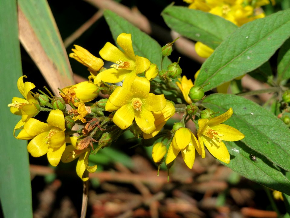 Gewöhnlicher Gilbweiderich (Lysimachia vulgaris) am Schalkenmehrener Maar