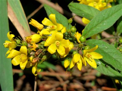Gewöhnlicher Gilbweiderich (Lysimachia vulgaris) am Schalkenmehrener Maar