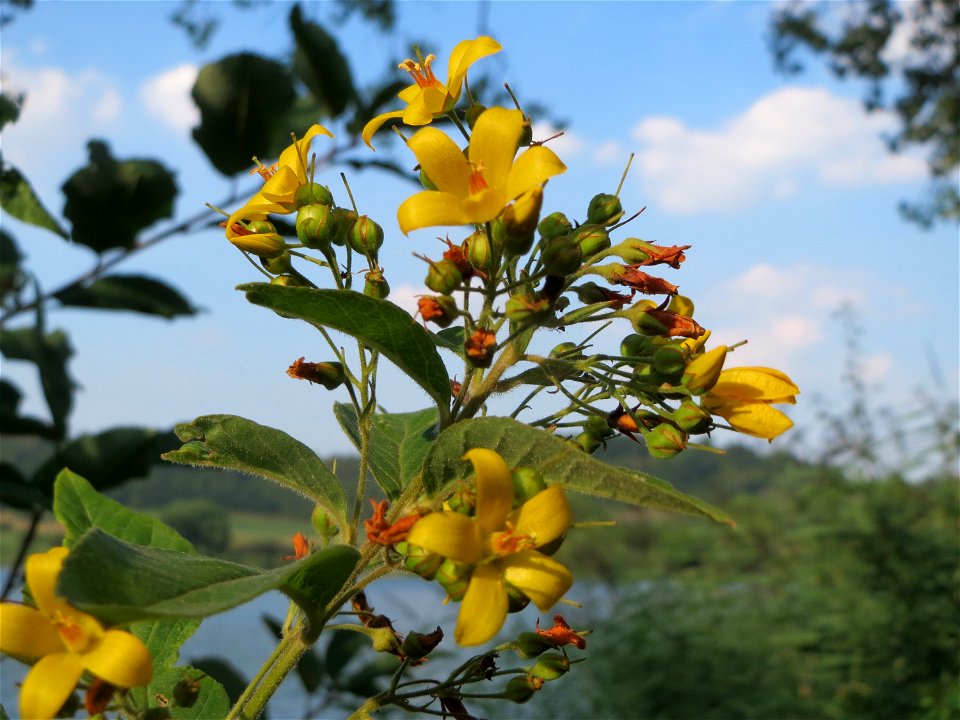 Gewöhnlicher Gilbweiderich (Lysimachia vulgaris) am Schalkenmehrener Maar