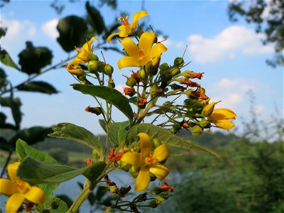 Gewöhnlicher Gilbweiderich (Lysimachia vulgaris) am Schalkenmehrener Maar