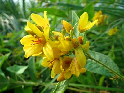 Gewöhnlicher Gilbweiderich (Lysimachia vulgaris) am Schalkenmehrener Maar