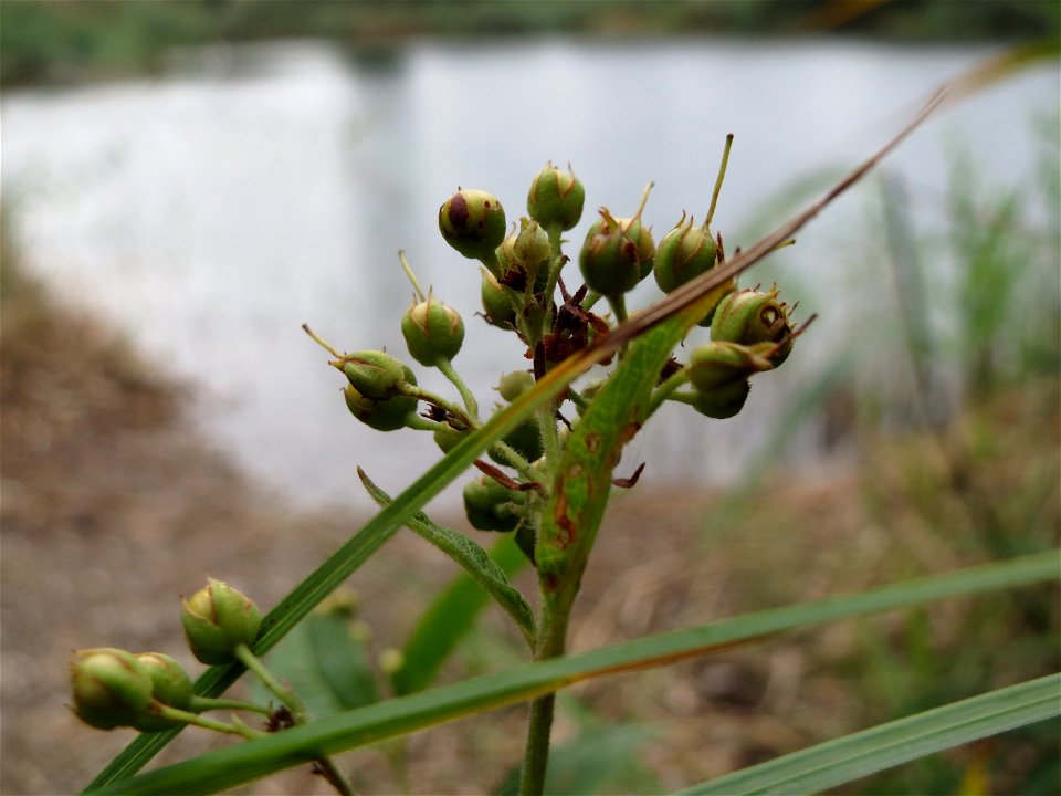 Gewöhnlicher Gilbweiderich (Lysimachia vulgaris) am Reilinger See