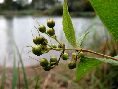 Gewöhnlicher Gilbweiderich (Lysimachia vulgaris) am Reilinger See