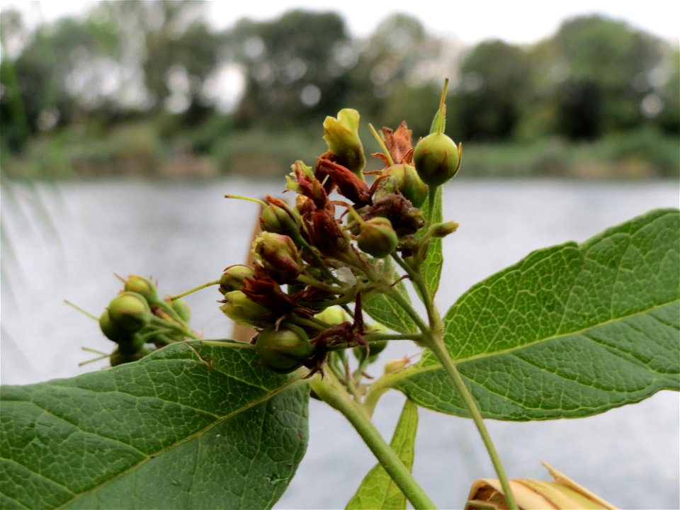 Gewöhnlicher Gilbweiderich (Lysimachia vulgaris) am Reilinger See