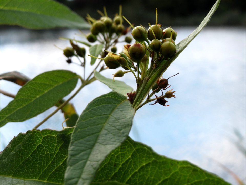Gewöhnlicher Gilbweiderich (Lysimachia vulgaris) am Reilinger See