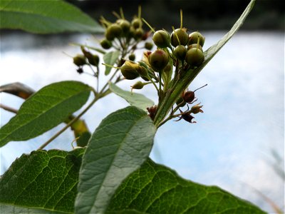 Gewöhnlicher Gilbweiderich (Lysimachia vulgaris) am Reilinger See
