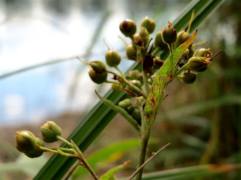 Gewöhnlicher Gilbweiderich (Lysimachia vulgaris) am Reilinger See