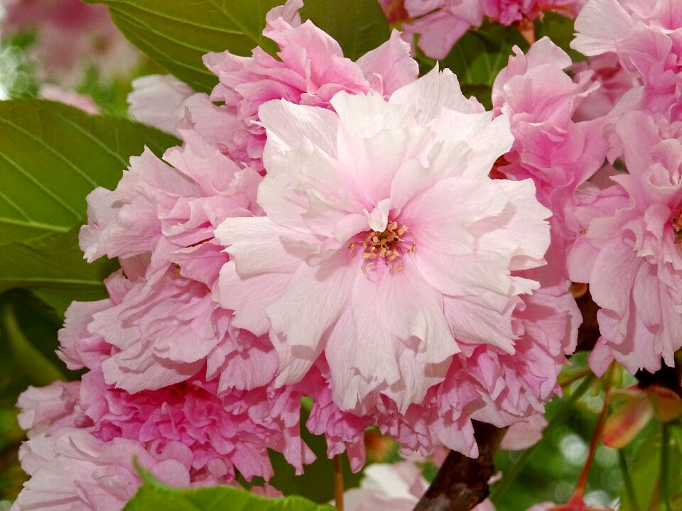 Cherry blossom spring flower blossom