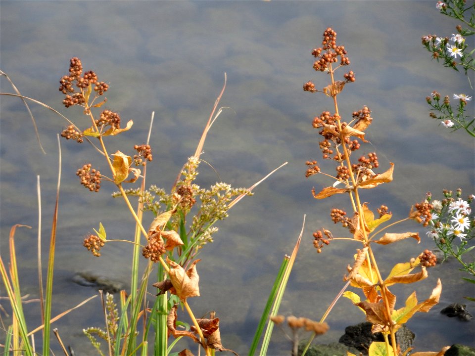 Gewöhnlicher Gilbweiderich (Lysimachia vulgaris) an der Mosel in Cochem