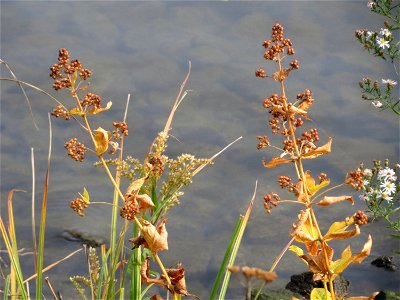 Gewöhnlicher Gilbweiderich (Lysimachia vulgaris) an der Mosel in Cochem