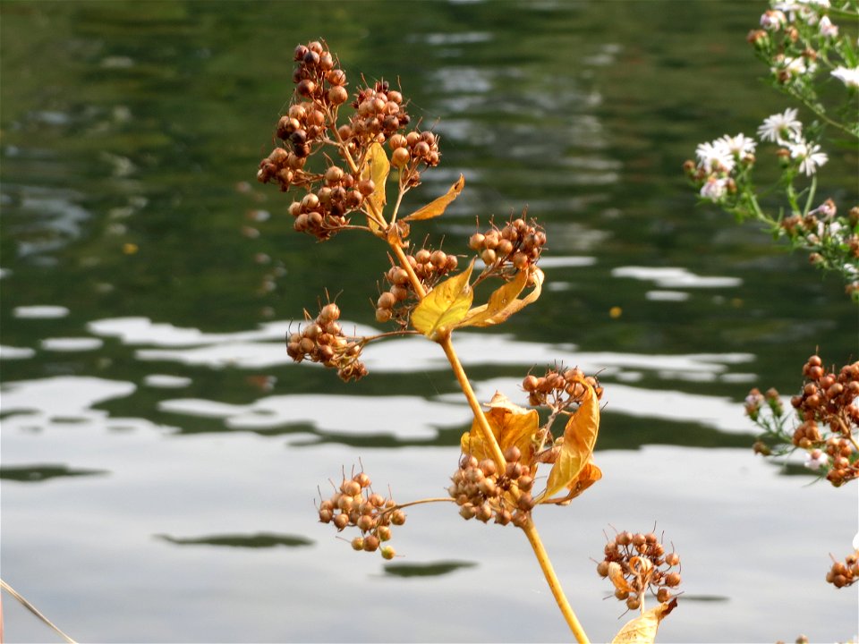 Gewöhnlicher Gilbweiderich (Lysimachia vulgaris) an der Mosel in Cochem