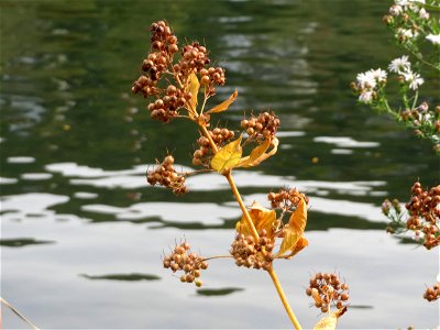 Gewöhnlicher Gilbweiderich (Lysimachia vulgaris) an der Mosel in Cochem