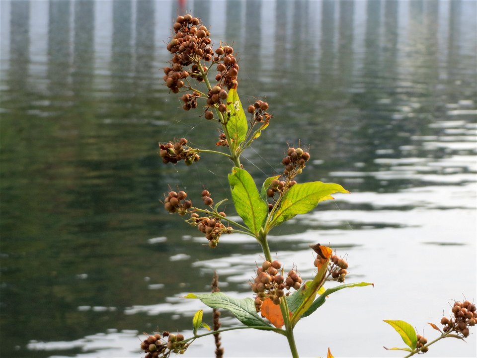 Gewöhnlicher Gilbweiderich (Lysimachia vulgaris) an der Mosel in Cochem