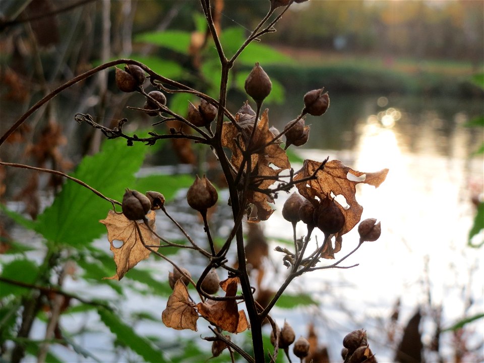 Gewöhnlicher Gilbweiderich (Lysimachia vulgaris) an der Saar in Saarbrücken