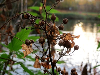Gewöhnlicher Gilbweiderich (Lysimachia vulgaris) an der Saar in Saarbrücken