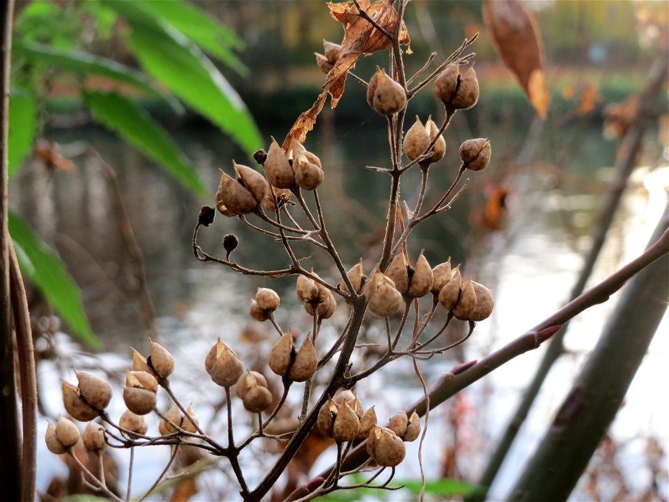 Gewöhnlicher Gilbweiderich (Lysimachia vulgaris) an der Saar in Saarbrücken