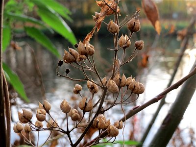 Gewöhnlicher Gilbweiderich (Lysimachia vulgaris) an der Saar in Saarbrücken