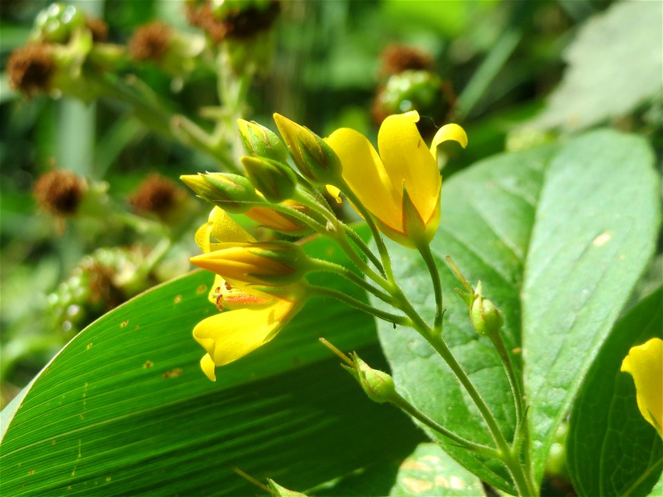Gewöhnlicher Gilbweiderich (Lysimachia vulgaris) am Reilinger See