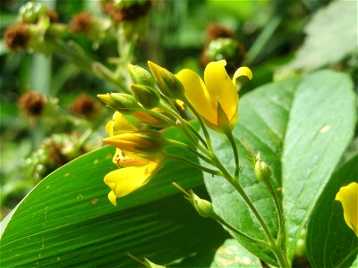 Gewöhnlicher Gilbweiderich (Lysimachia vulgaris) am Reilinger See