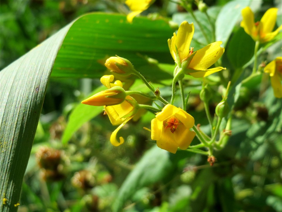 Gewöhnlicher Gilbweiderich (Lysimachia vulgaris) am Reilinger See