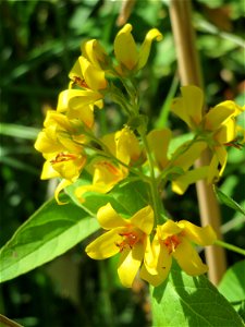 Gewöhnlicher Gilbweiderich (Lysimachia vulgaris) am Reilinger See