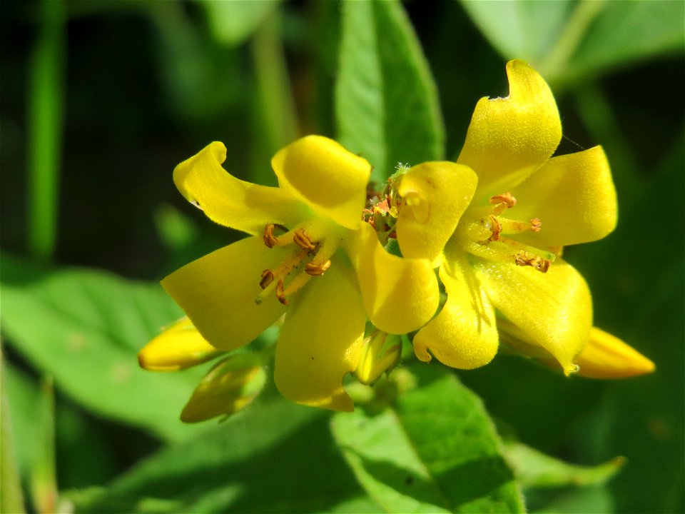 Gewöhnlicher Gilbweiderich (Lysimachia vulgaris) im Landesgartenschaupark Hockenheim