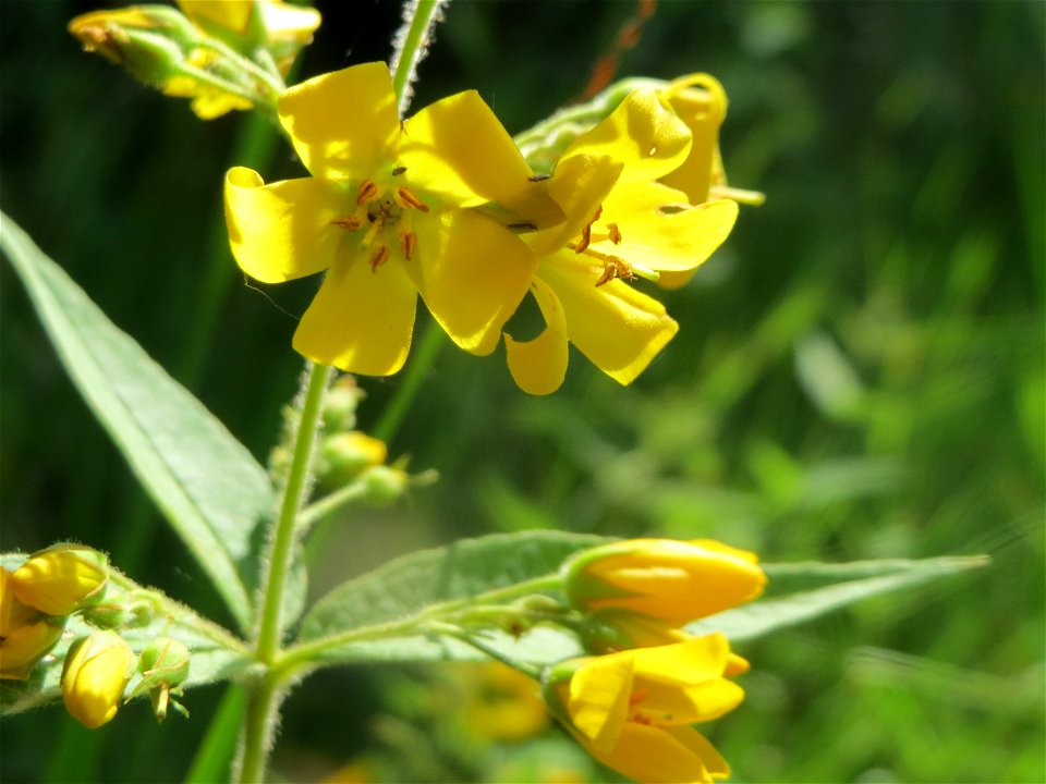 Gewöhnlicher Gilbweiderich (Lysimachia vulgaris) im Landesgartenschaupark Hockenheim