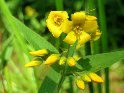 Gewöhnlicher Gilbweiderich (Lysimachia vulgaris) im Landesgartenschaupark Hockenheim