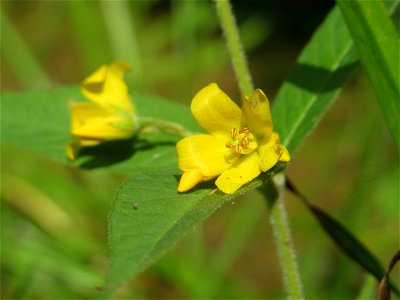 Gewöhnlicher Gilbweiderich (Lysimachia vulgaris) im Landesgartenschaupark Hockenheim