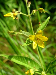 Gewöhnlicher Gilbweiderich (Lysimachia vulgaris) im Landesgartenschaupark Hockenheim