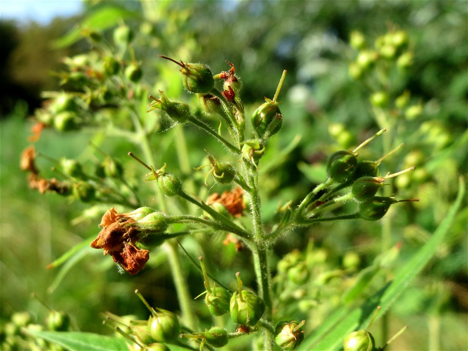 Gewöhnlicher Gilbweiderich (Lysimachia vulgaris) im Landesgartenschaupark Hockenheim