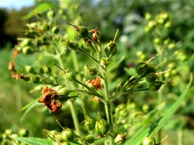 Gewöhnlicher Gilbweiderich (Lysimachia vulgaris) im Landesgartenschaupark Hockenheim