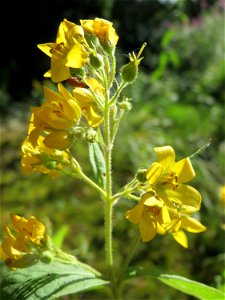 Gewöhnlicher Gilbweiderich (Lysimachia vulgaris) im Landesgartenschaupark Hockenheim