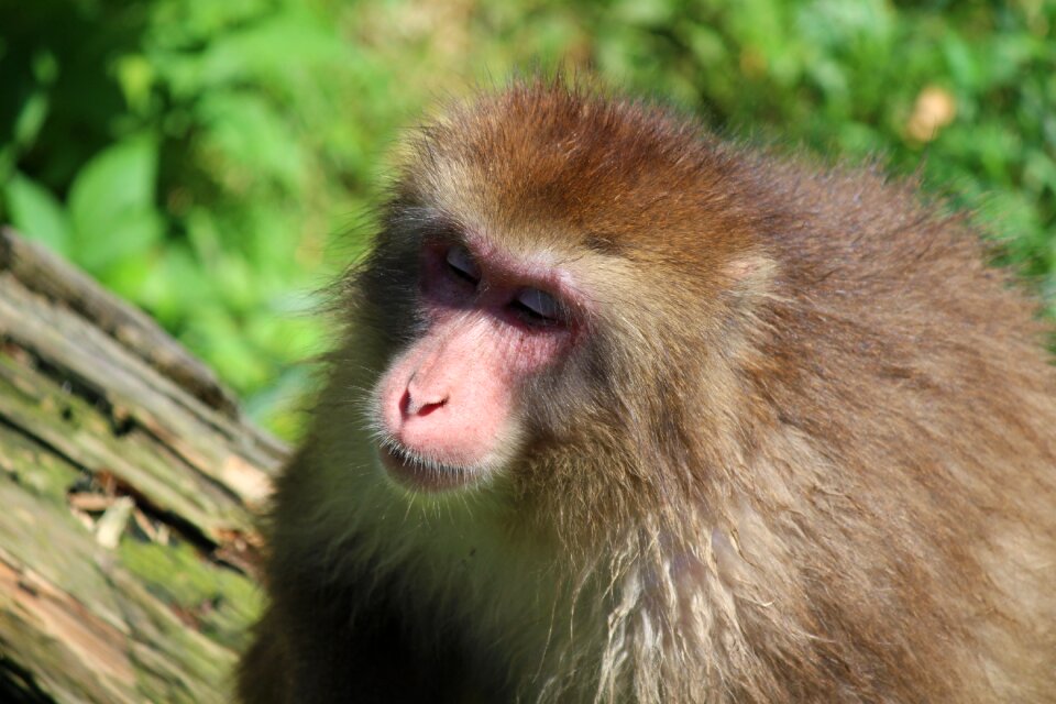 Primate zoo nature