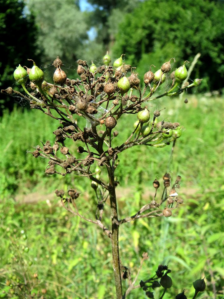Gewöhnlicher Gilbweiderich (Lysimachia vulgaris) im Natur- und Landschaftsschutzgebiet „Schwetzinger Wiesen“