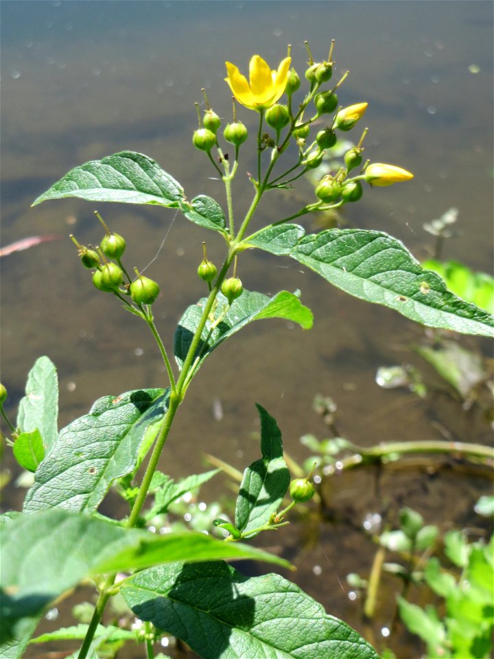 Gewöhnlicher Gilbweiderich (Lysimachia vulgaris) an der Saaraue Güdingen