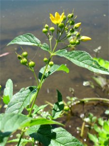 Gewöhnlicher Gilbweiderich (Lysimachia vulgaris) an der Saaraue Güdingen