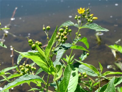 Gewöhnlicher Gilbweiderich (Lysimachia vulgaris) an der Saaraue Güdingen
