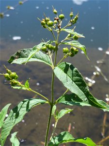Gewöhnlicher Gilbweiderich (Lysimachia vulgaris) an der Saaraue Güdingen